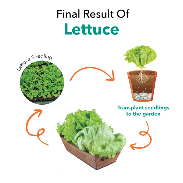 Seedling Lettuce