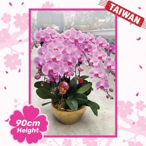 Phalaenopsis Orchid Plants