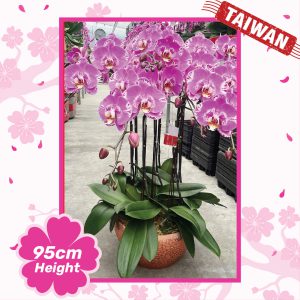 Phalaenopsis Orchid Plants