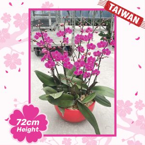 Phalaenopsis Orchid Plants