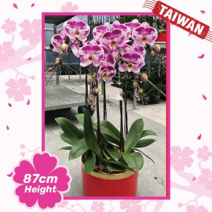 Phalaenopsis Orchid Plants