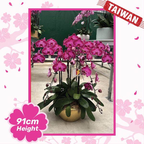 Phalaenopsis Orchid Plants