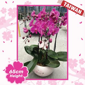 Phalaenopsis Orchid Plants