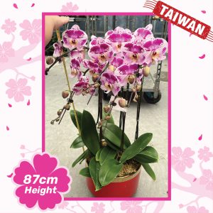 Phalaenopsis Orchid Plants