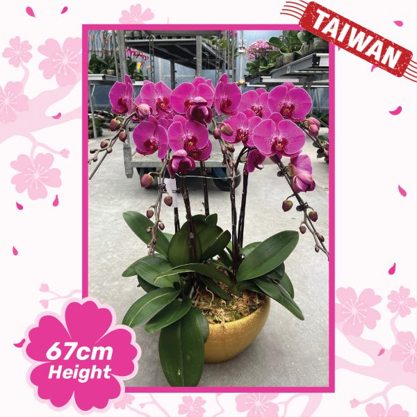 Phalaenopsis Orchid Plants