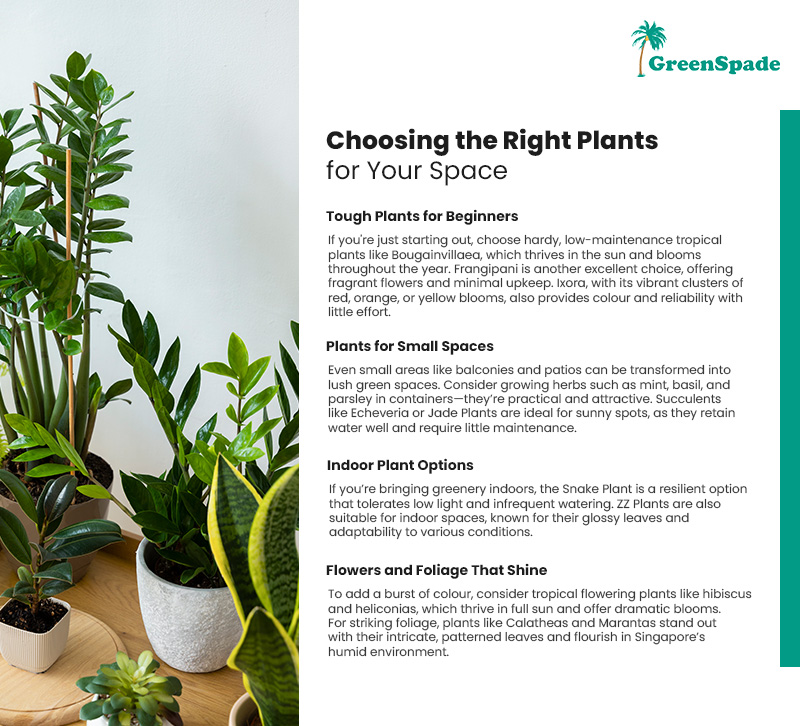 Infographic on choosing the right plants for small spaces