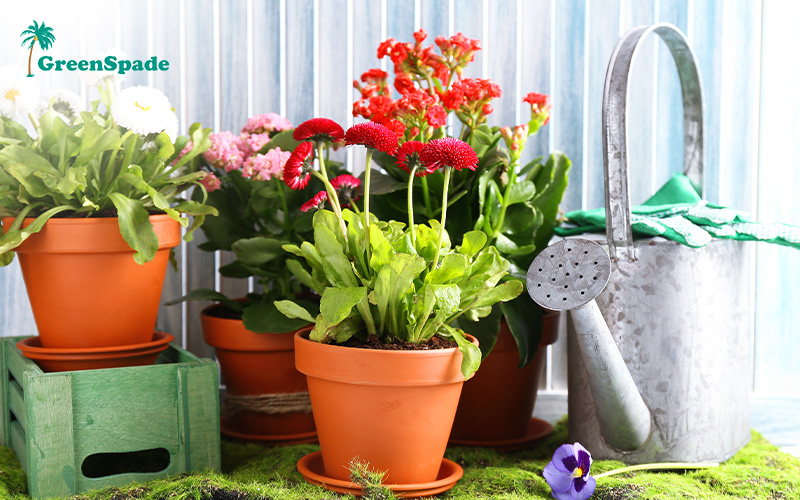 Colourful flowering plants in terracotta pots with metal watering can