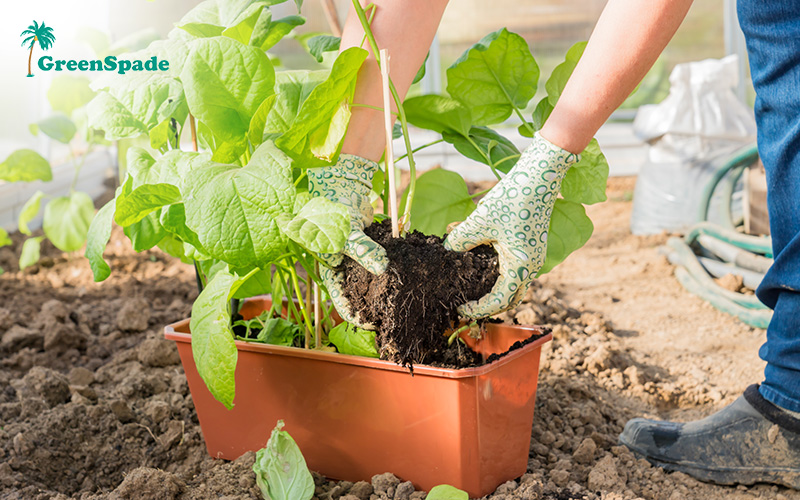 Gardener transplanting leafy greens into rectangular plastic pot