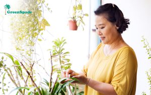 Woman in yellow tending to hanging and potted plants indoors