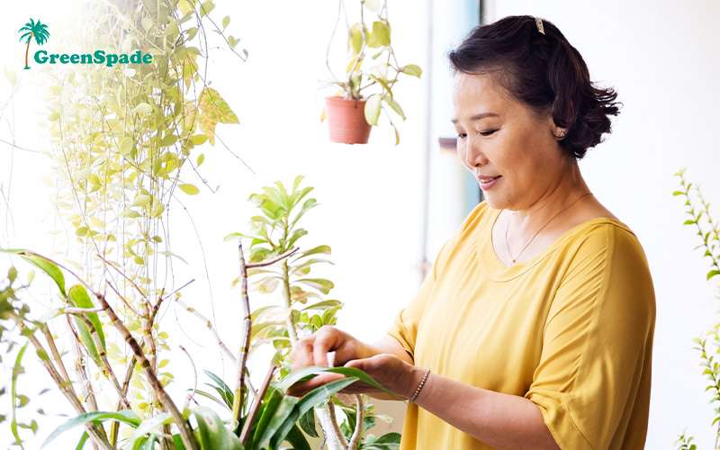 Woman in yellow tending to hanging and potted plants indoors